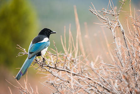 focus photography of Eurasian magpie bird perching on branch of tree thumbnail