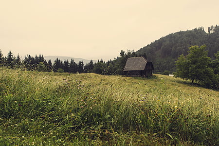 green grass thumbnail