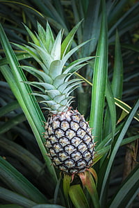 Pineapple fruit on plant during daytime thumbnail
