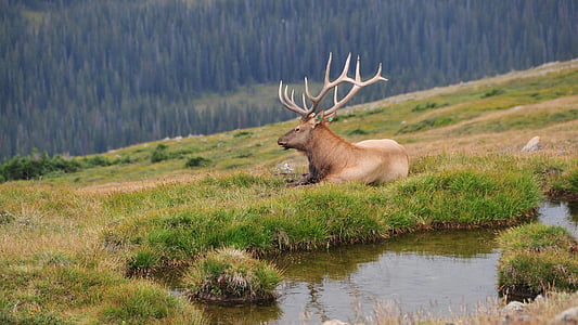 brown moose lying on green grasses thumbnail