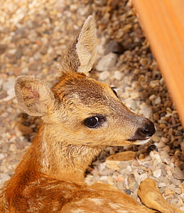 brown deer sitting on pebble stones thumbnail