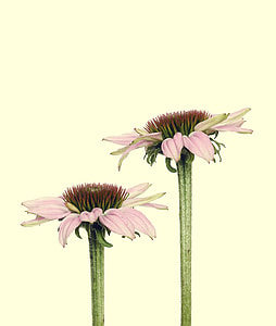 two pink flowers thumbnail