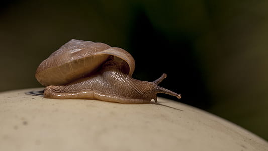 depth of fieldphotography of snail thumbnail
