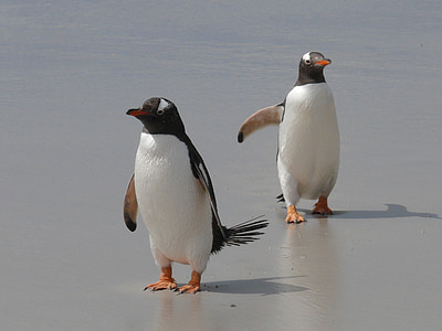 two white penguins thumbnail