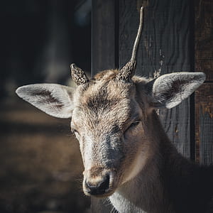 brown deer standing near black wood plank thumbnail