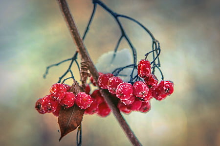selective focus photography of red berries thumbnail