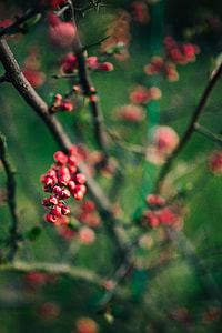 Close-ups of leaves, flowers and fruit on trees, part 1 thumbnail