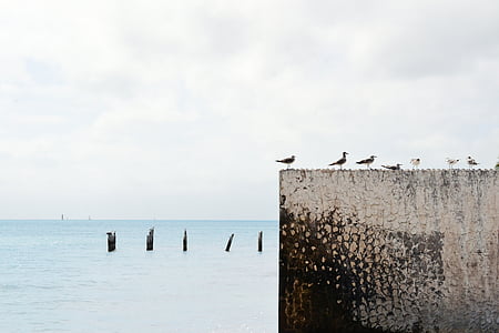 flock of birds on building edge under cloudy sky thumbnail