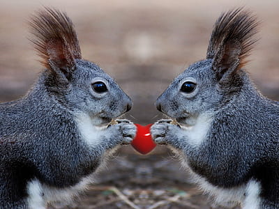 two rabbits macro photography thumbnail