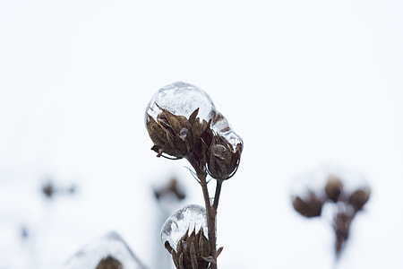 brown plant during daytime thumbnail