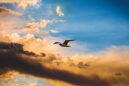 white and black bird flying on sky thumbnail
