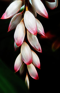 closeup photo of white and pink clustered flower thumbnail