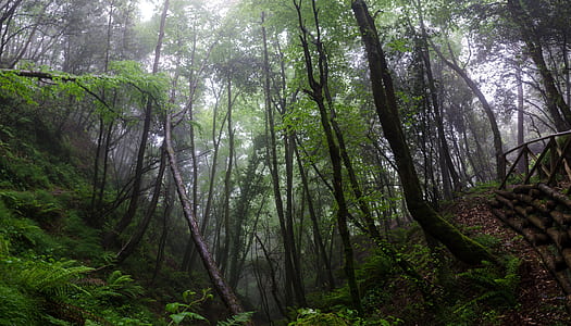 forest trees with sun rays passing through it thumbnail