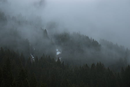 landscape photography of trees thumbnail