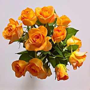 photo of yellow rose flowers thumbnail