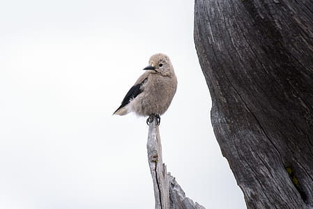 selective focus photography of bird thumbnail
