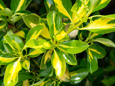 green leaf plant thumbnail