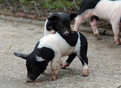 two white-and-black piglets during daytime thumbnail