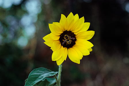 honeybee perching on yellow sunflower at daytime thumbnail