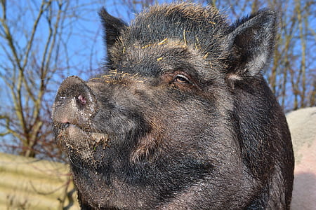 wild boar near bare trees thumbnail