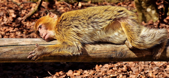 brown and white monkey lying on tree log thumbnail