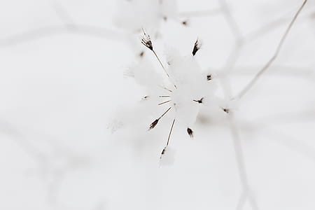 Snow on dry twigs thumbnail