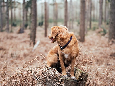 short-coated dog sitting on logs thumbnail