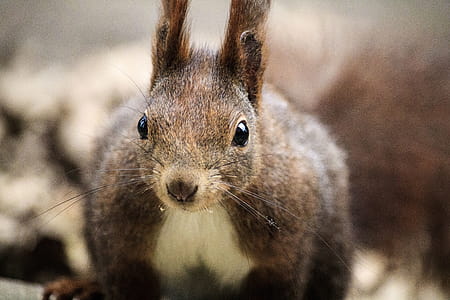 Brown and White Squirrel thumbnail