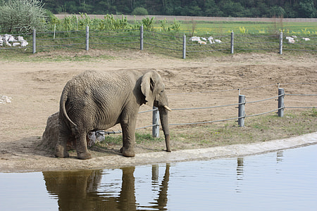 Elephant, African Elephant thumbnail