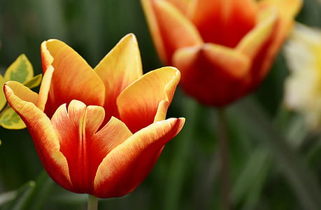 selective focus photography of orange petaled flower thumbnail