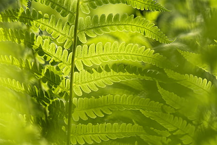 green leaf plant thumbnail