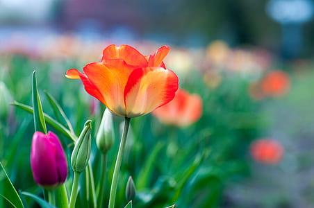 shallow focus photography of orange flowers thumbnail