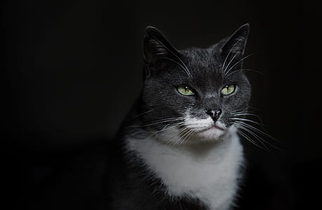 Grey And White Cat Photo thumbnail