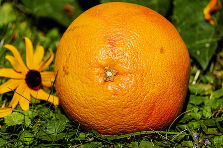 orange fruit beside sunflower thumbnail