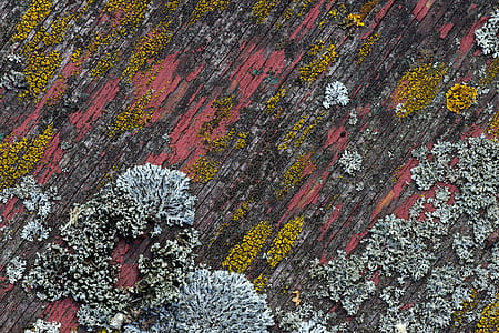 background, wood, old, weave, old paint thumbnail