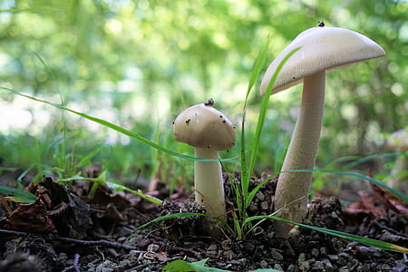 close up photo of white mushroom thumbnail
