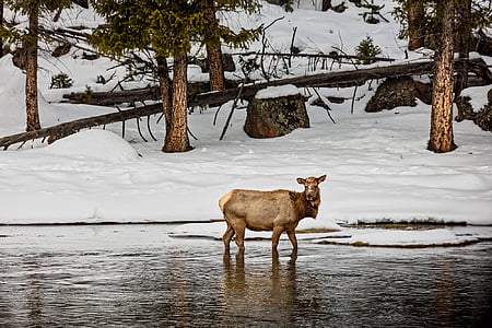 brown goat on body of water thumbnail