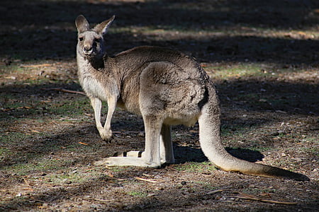 wildlife photography of kangaroo thumbnail