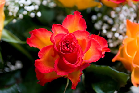 blooming flowers thumbnail
