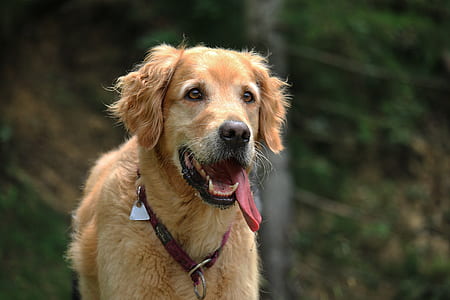 golden Golden retriever wearing collar thumbnail