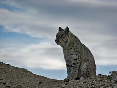cheetah sitting on soil thumbnail