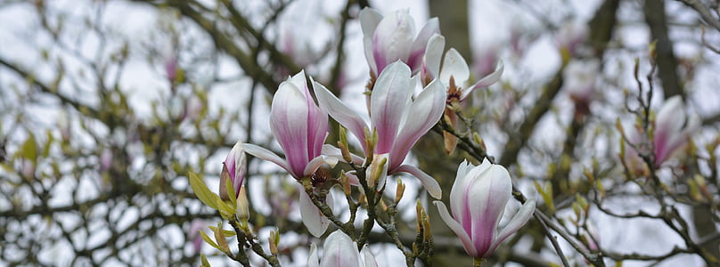 selective focus photography of white-and-pink petaled flowers thumbnail