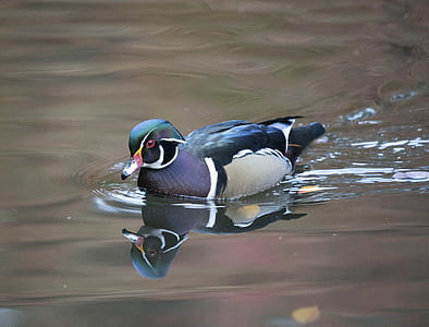wildlife photography of floating mallard duck thumbnail