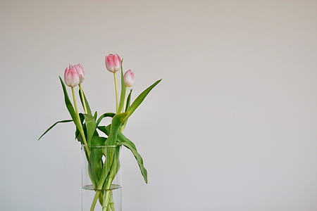 pink-and-white tulips in clear glass vase close up photo thumbnail
