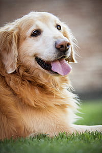 adult golden retriever lying on grass during day thumbnail