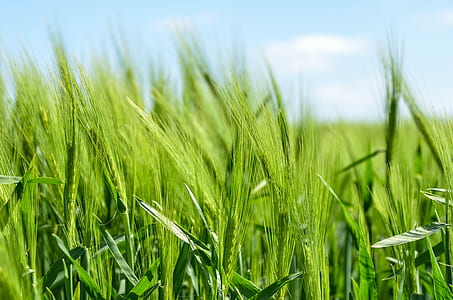 closeup photography of green wheat thumbnail