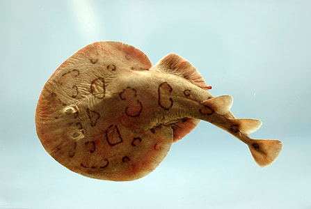 Electric Ray - Narcine bancroftii thumbnail