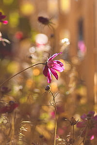 Pink Flower thumbnail