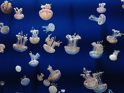assorted-color jellyfishes swimming under the ocean thumbnail