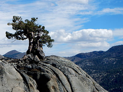 forest tree on the top of mountain thumbnail